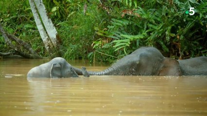 Caméras espions en terre animale - Sous les tropiques