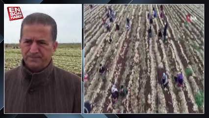 Adana'da soğanda yoğun hasat dönemi başlıyor, fiyatlar düşecek