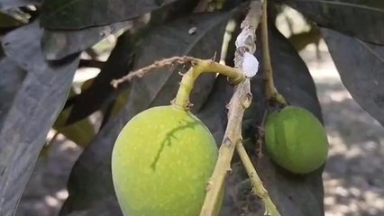চাঁচলঃ তীব্র দাবদহে পুড়ছে মালদা! পোকার আক্রমণে ঝরে পড়ছে আম, দুশ্চিন্তায় চাষিরা