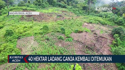 Ladang Ganja Seluas 40 Hektar Kembali Ditemukan