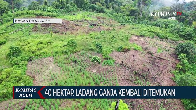 Ladang Ganja Seluas 40 Hektar Kembali Ditemukan