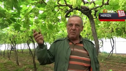 Turfanda üzüm çıktı, ilk siparişler Ortadoğu ve Rusya'dan