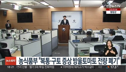 농식품부 "복통·구토 증상 방울토마토 전량 폐기"