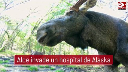 Alce invade un hospital de Alaska
