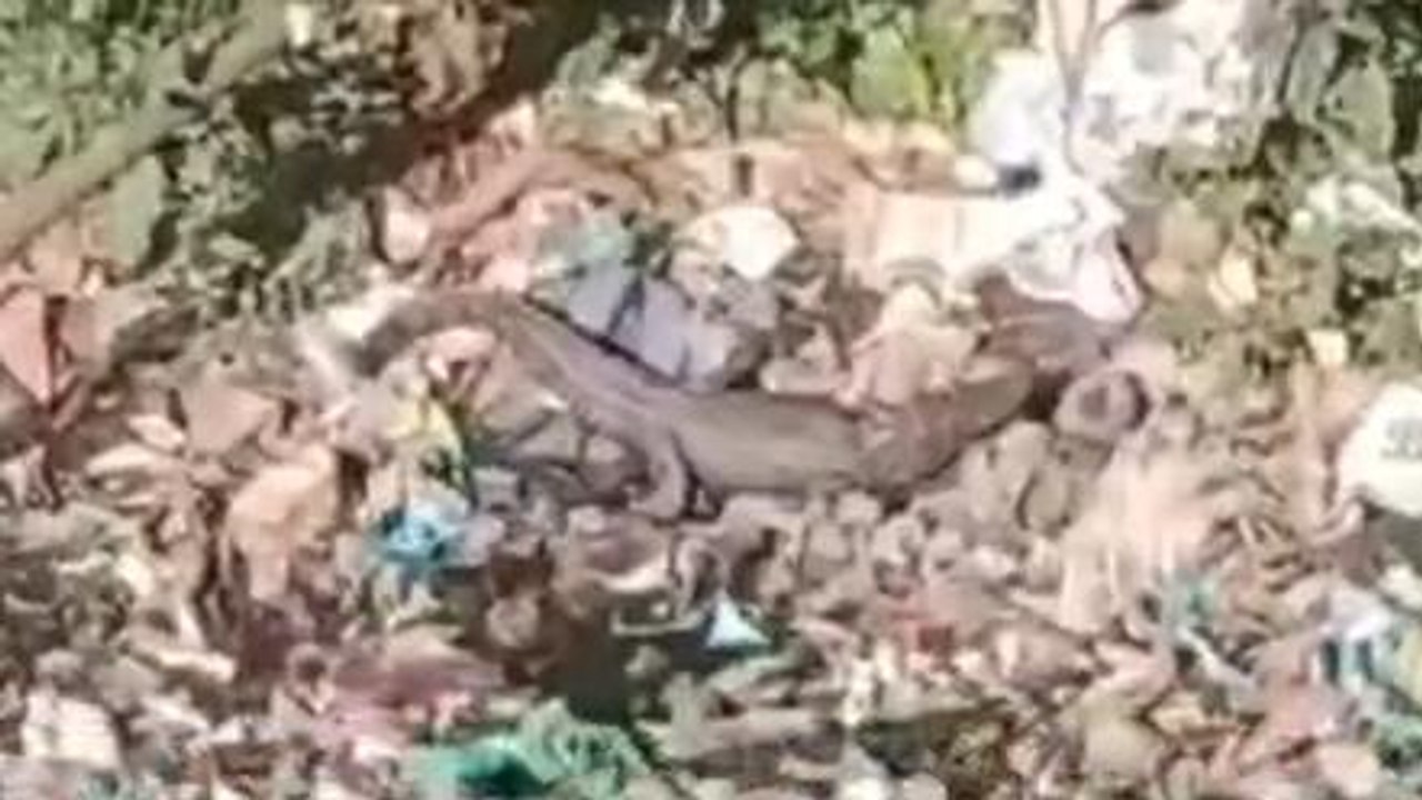 शिवपुरी: रहवासी क्षेत्र में पहुंचा मगरमच्छ, लोगों में दहशत