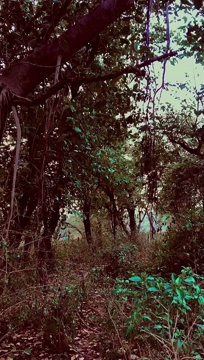 Silence forest 