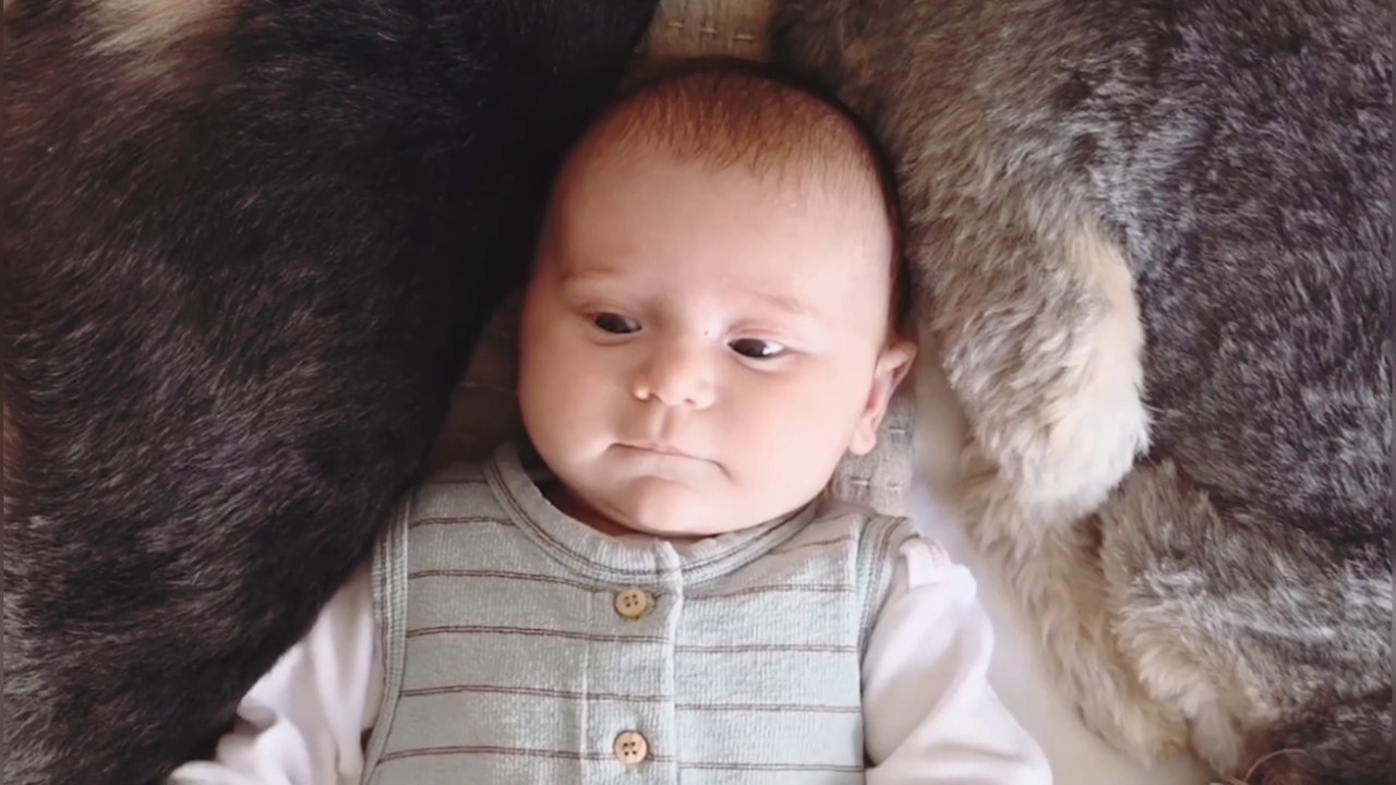 Cats and dogs | Funny kittens | cats playing | Funny dogs