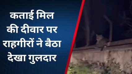 बिजनौर: दीवार पर मूवमेंट करता दिखा गुलदार, वीडियो वायरल