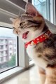 Baby Cats - Cute Funny Cats and Dogs Video Compliations