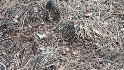 Fiyatı 700 lirayı bulan kuzugöbeği köylüye gelir kapısı oldu