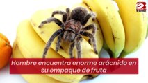 ¡La araña me volvió loco!… Hombre encuentra enorme arácnido en su empaque de fruta