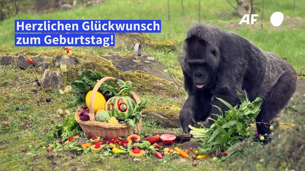 Rekordgeburtstag: gorilladame in berlin wird 66