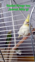 #Ibadat_Krogy_tou_Jannat_Mily_gi#Youtube_Shorts_with_lyrics#Shorts_with_lyrics#Shorts#(1080p60)