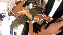 Too Weird! Engineers Turn Taxidermied Birds Into Drones to Study Aviation Efficiency