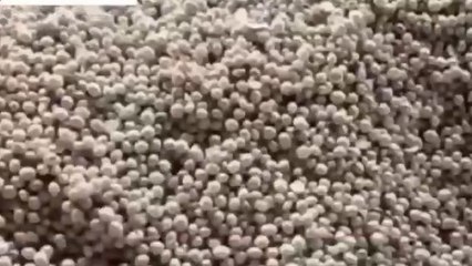 धार: बड़ी संख्या में उपज लेकर पहुंचे किसान गेहूं सहित अन्य उपस्थित की बंपर आवक