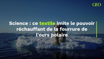 Des scientifiques inventent un textile inspiré du pouvoir réchauffant de la fourrure de l’ours polaire