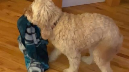 Excited Goldendoodle gives human brother a Pee-leasant welcome home