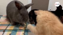 Au refuge, l’amitié entre un chat handicapé et des lapins fait craquer les bénévoles