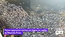 Peixes aparecem mortos em lagoa na região de Ribeirão Preto