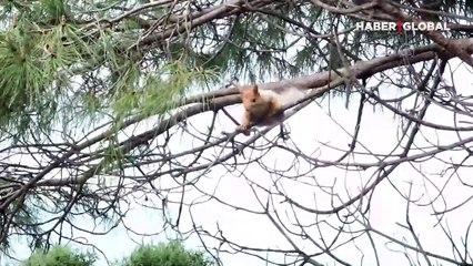 Havaların ısınmasıyla kendini göstermeye başladı... Ağaçlarda beslenirken görüntülendi