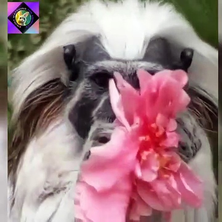 The most beautiful and strange clips of monkeys