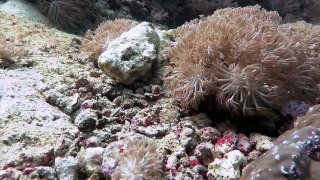 A  False Stonefish  Stalks Prey in Anilao, Batangas