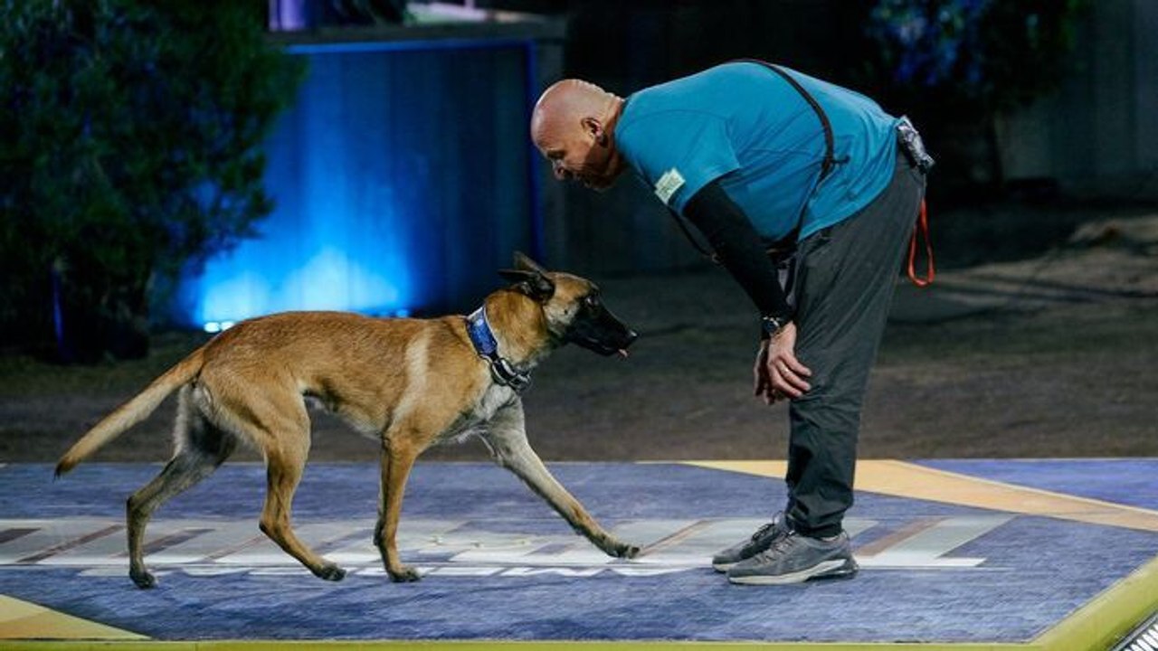 Top Dog - Quel chien sera le plus agile ?