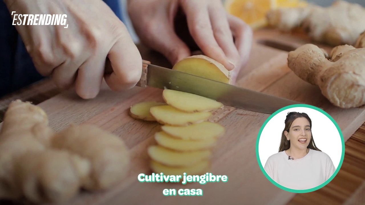 Pasos sencillos para cultivar jengibre en casa