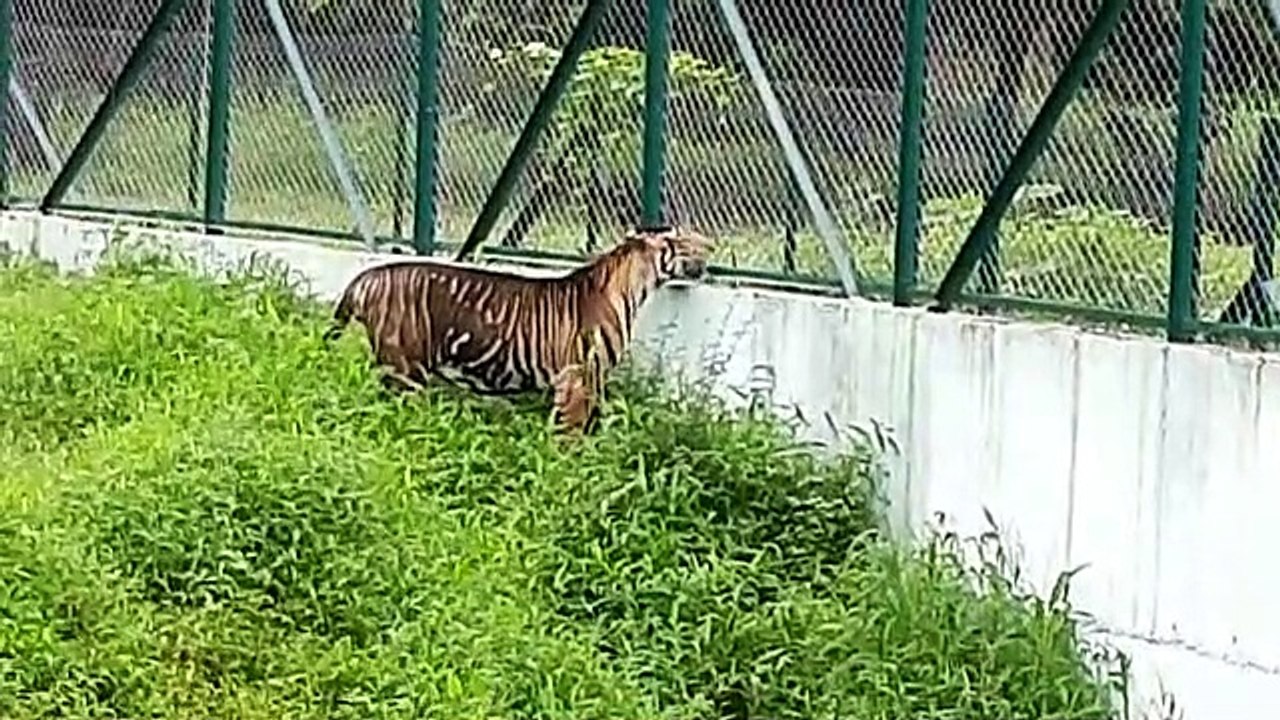 चिडि़याघर में दर्शकों की पसंद बने हुए हैं सफेद...