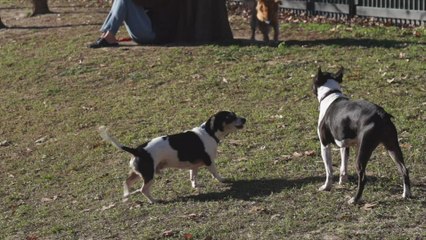 Owners, Not Just Dogs, Need To Be On Their Best Behavior at the Dog Park