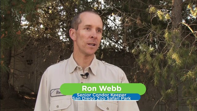 It’s Important For Baby Animals To Leave an Imprint! Check Out The Process Zookeepers Go Through To Make It Happen