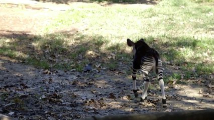This Has To Be One of the Most Interesting Looking Animals in the Wild!