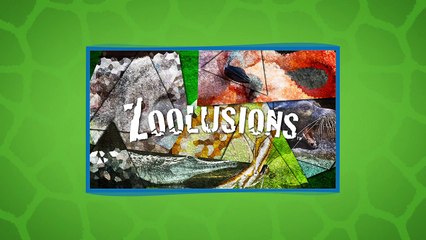 Are You That Quick? Take 20 Seconds to Name All of these Creatures