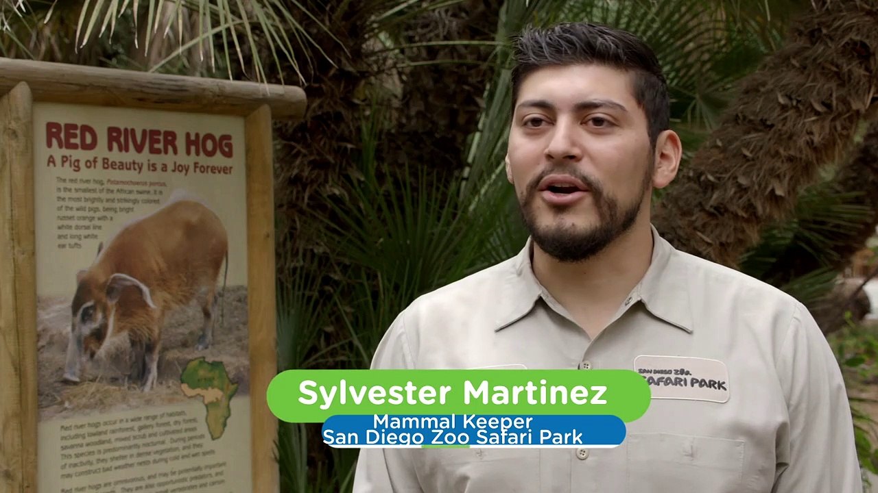 Red River Hog Piglets Explore Their New World