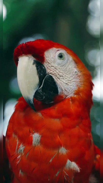 Brazilian Parrot 