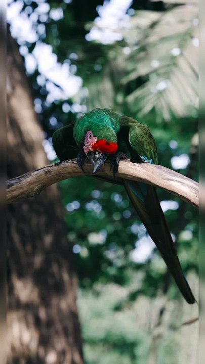 Injured Parrot 