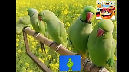 parrots funniest moments video_2023_04_48_48