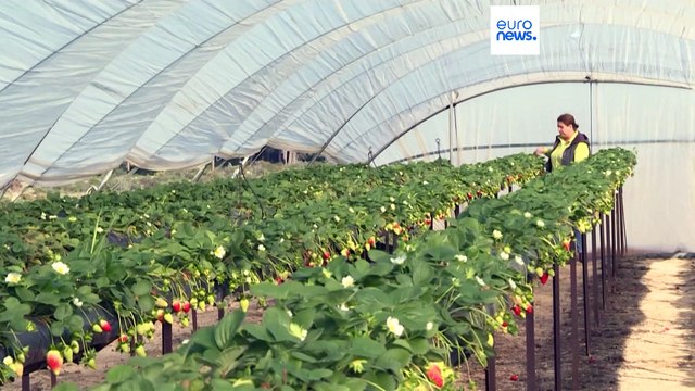 Евросоюз требует от Испании спасти от высыхания заповедник Доньяна