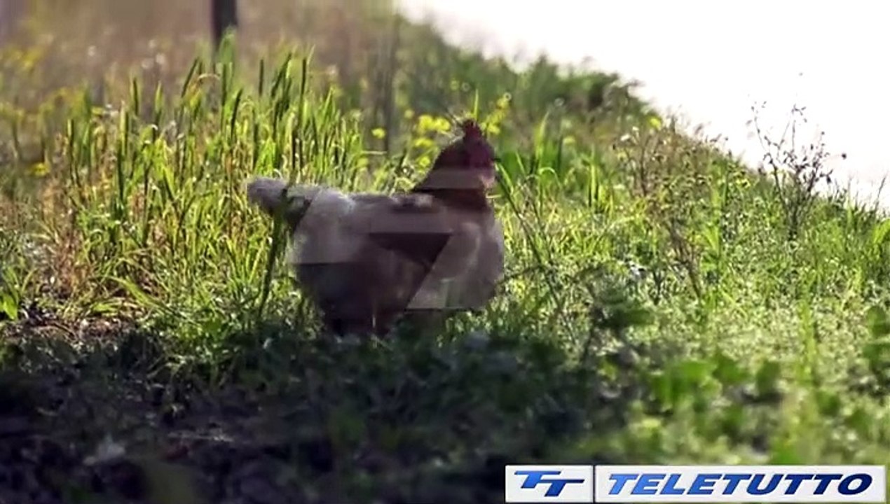 Video News - COLNAGO CYCLING FESTIVAL: BEDIZZOLE