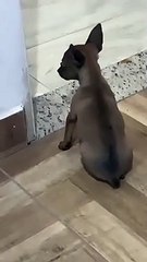Puppy Doesn't Wanna Use Back Legs