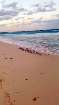 Funniest Animals 2023 Funny Cats and Dogs | Funny Animal Videos pets lover-Animal lover # 1