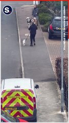 Delightful Dog Friends Meet Up