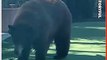 Bear Invades Backyard, Lounges by Pool in California
