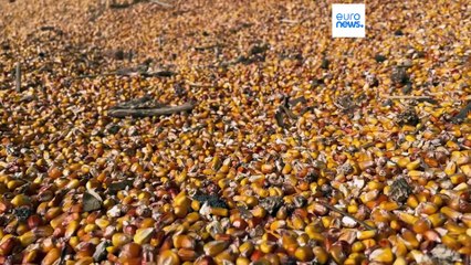 Agricultores romenos e búlgaros queixam-se da Iniciativa de Grãos do Mar Negro