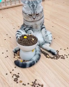 Funniest Animals 2023 Funny Cats and Dogs | Funny Animal Videos pets lover-Animal lover # 3