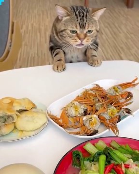 Funniest Animals 2023 Funny Cats and Dogs | Funny Animal Videos pets lover-Animal lover # 6