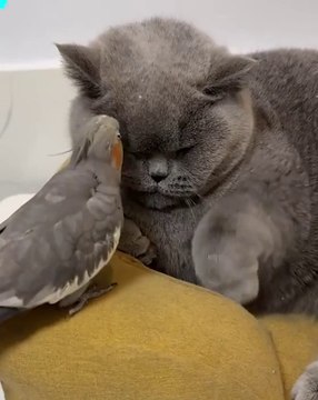 Funniest Animals 2023 Funny Cats and Dogs | Funny Animal Videos pets lover-Animal lover # 5