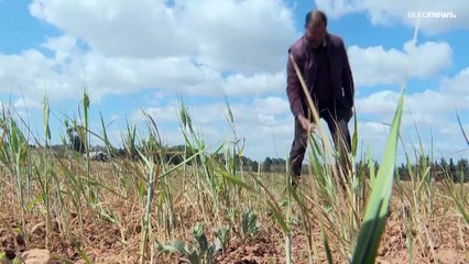 "وضع لا يُحتمل": الجفاف في تونس يهدد بموسم حبوب كارثي ويفاقم معاناة الفلاحين