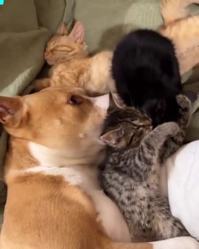 Funniest Animals 2023 Funny Cats and Dogs | Funny Animal Videos pets lover-Animal lover # 7h