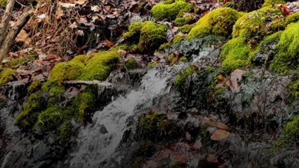 US Judge Blocks Federal Clean Water Regulation Pending Lawsuit in 24 States